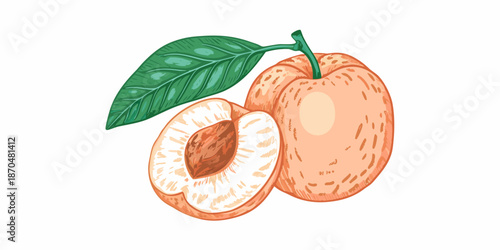 A vibrant illustration of an apricot whole fruit and a cut section