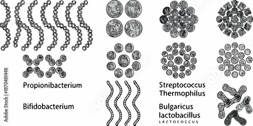 Microscopic view of various bacterial arrangements streptococci diplococci and propionibacteria