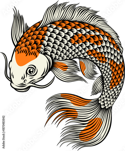 A koi carp coy fish. An original illustration in a vintage Japanese painting art style.