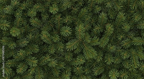 Dense evergreen tree branches with lush green needles