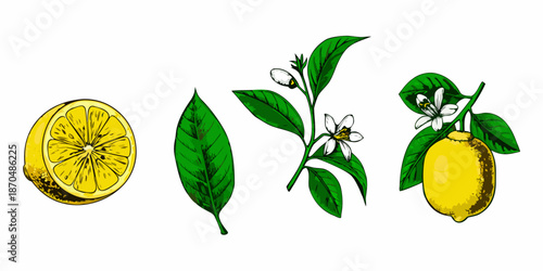 A botanical illustration showcasing lemons leaves blossoms and a halved fruit