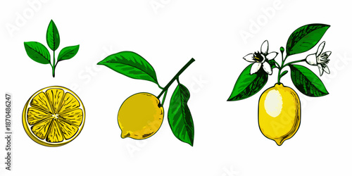 A botanical illustration showcasing various stages of a lemon s growth cycle