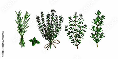 A botanical illustration of rosemary thyme mint and other fresh herbs