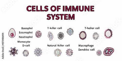 Visual guide illustrating different types of cells found within the human immune system