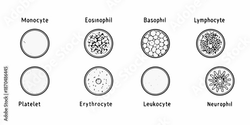 Illustrative diagram of human blood cells monocyte lymphocyte platelet and more