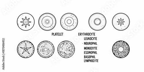 Illustrative depiction of human blood cells platelets erythrocytes and leukocytes