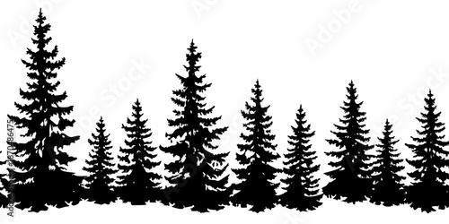 Silhouette of a dense coniferous forest with varying tree heights