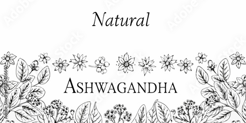 Botanical illustration of ashwagandha plant with delicate floral and leaf details