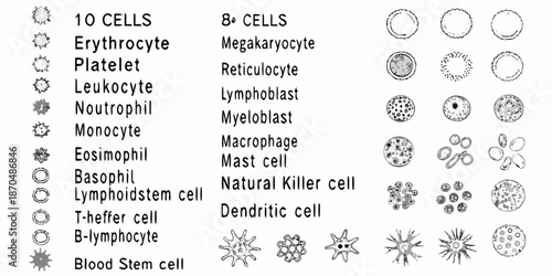 Diagram of various blood cells including erythrocytes leukocytes and their subtypes