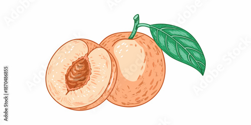 A vibrant illustration of a whole and halved apricot with a single leaf