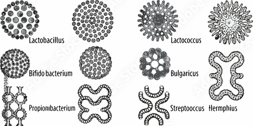 Detailed illustrations of various lactic acid bacteria species and their unique structures