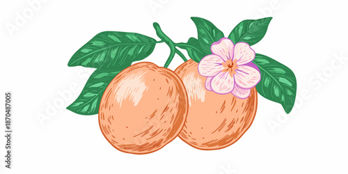 A vibrant illustration of two apricots with a delicate blossom and leaves