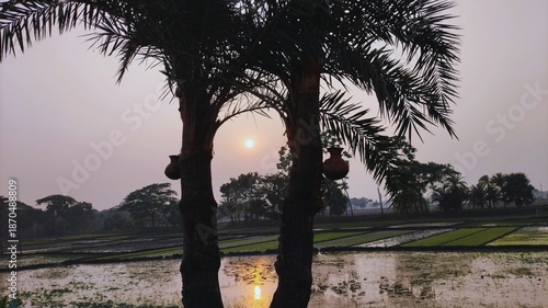 Sunset Over Rice Fields Palm Trees Silhouette Tranquil Rural Landscape Nature