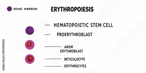 Erythropoiesis process diagram showing bone marrow and red blood cell development