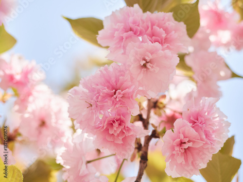 Cherry blossoms and honeybee in full bloom in spring