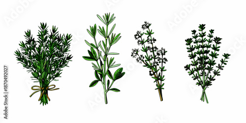 A botanical illustration showcasing various types of fresh green herbs