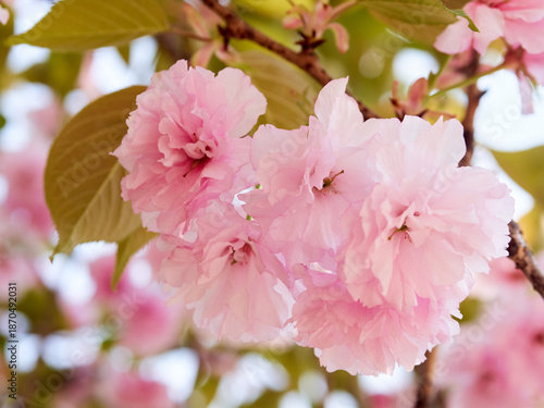 Cherry blossoms and honeybee in full bloom in spring