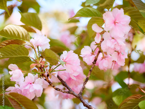 Cherry blossoms and honeybee in full bloom in spring