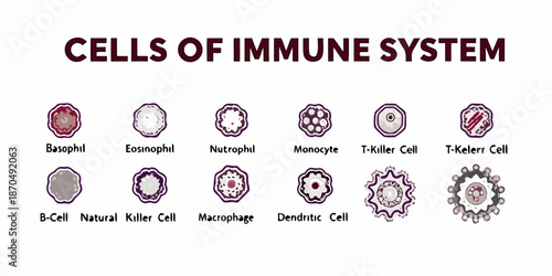 Illustrative depiction of various immune system cells and their distinct morphologies
