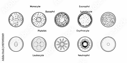 Microscopic view of human blood cells types and cellular structures