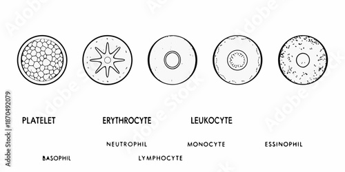 Illustrative diagram of human blood cells platelets erythrocytes leukocytes and their subtypes