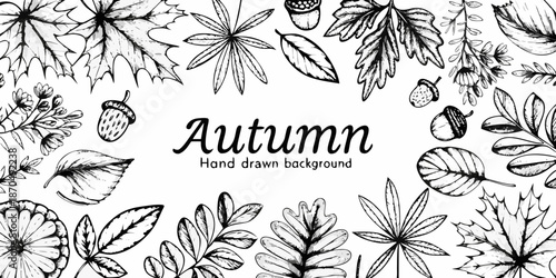 Detailed black and white botanical illustration of autumn leaves and acorns