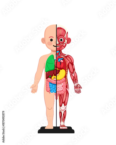 children's body organs