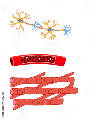 nerves, blood circulation