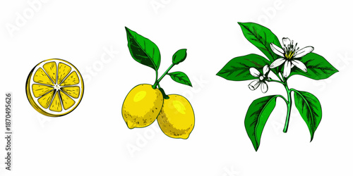 A vibrant illustration of lemons lemon slices blossoms and lush green leaves