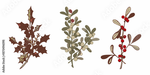 Botanical illustration of holly and mistletoe branches with berries