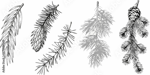 Detailed botanical illustration of various coniferous tree branches and a pinecone