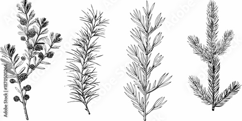 Detailed botanical illustration of various evergreen tree branches and foliage