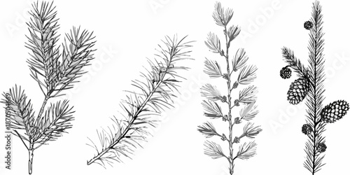 Detailed botanical illustration of various conifer branches and pine cones