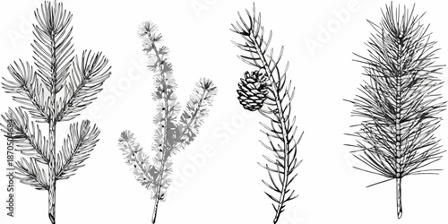 Detailed botanical illustration showcasing various pine needles and a pinecone