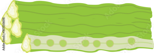 A detailed botanical illustration of Moringa oleifera, also known as the drumstick tree, highlighting its nutritious green leaves and medicinal value.