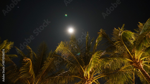 Tropical palm trees swaying gently in the night breeze beneath a bright full moon and a starry sky, creating a peaceful, serene atmosphere perfect for relaxation and tranquility