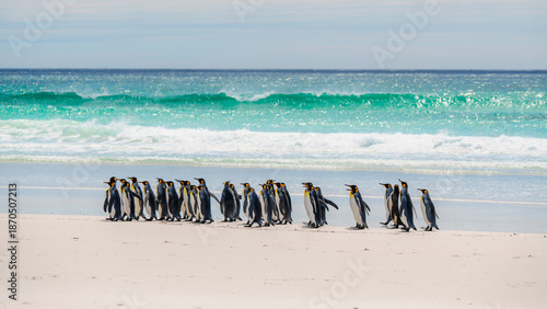 Group of King Penguins Walking on White Sand Beach Wide Shot. Falkland Islands Volunteer Point Colony. Antarctica Travel Excursion Wildlife
