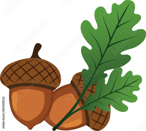 An illustrated oak acorn representing the natural fruit of the oak tree, commonly found in forests and associated with autumn and woodland ecology.