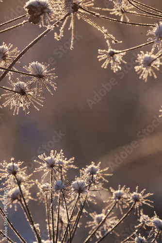 beautiful frosty meadow flowers in the morning sunlight