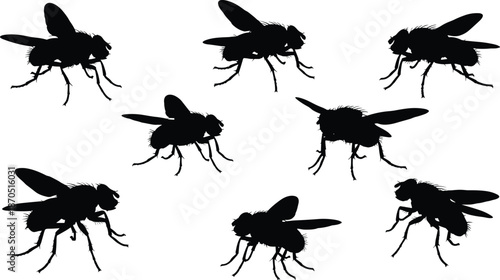 Fly insect silhouette collection, realistic housefly poses vector illustration set for pest control design, biology education graphics, science infographics, icons branding templates