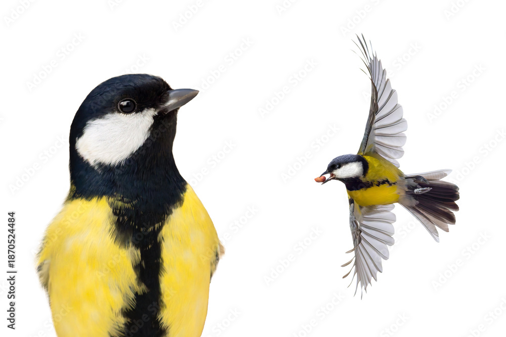 Naklejka premium great tits isolated on white background