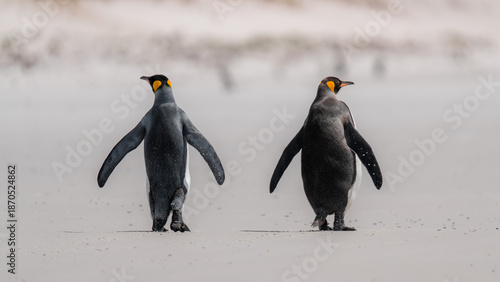 Valokuva Two King Penguins Walk on Beach Away From Us