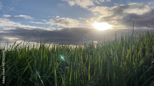 Sugarcane Plantation Field Under Blue Sky with Bright Sunlight in Tropical Landscape