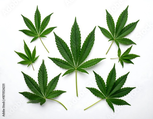 Array of green cannabis leaves, diverse sizes, spread on a clean, bright white surface, creating a natural pattern