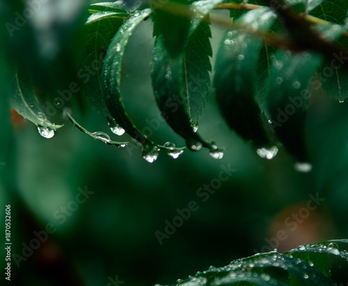 water drops on a green leaf
