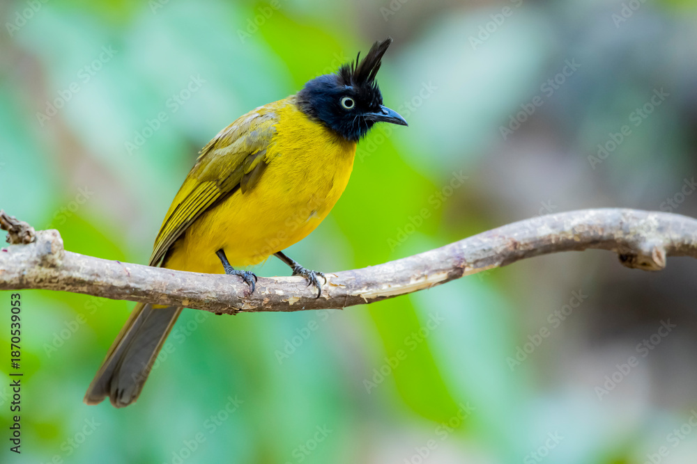 Fototapeta premium Black-capped Bulbul on a branch