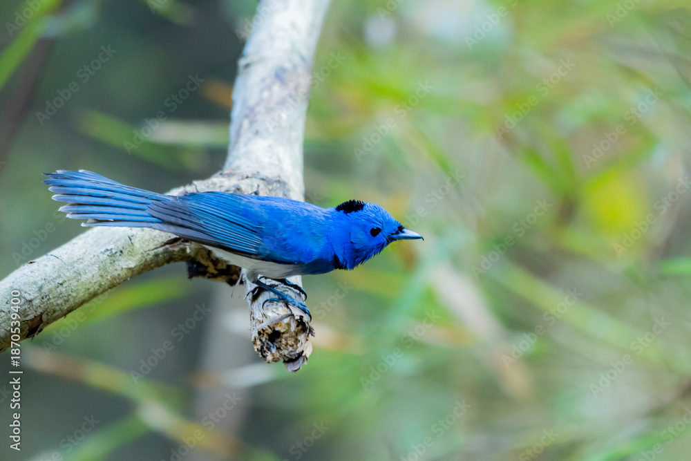 Obraz premium Black-naped Monarch on a branch