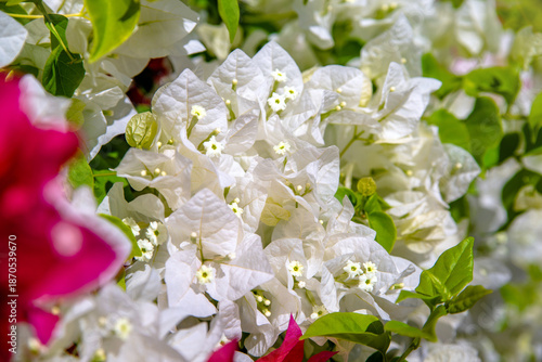  Bougainvillea blooms in the city park
