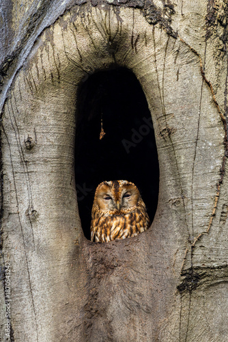 The tawny owl (Strix aluco), also called the brown owl, is a stocky, medium-sized owl in the family Strigidae.