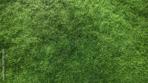 green grass on a sunny day